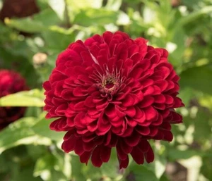 40 Zinnia Deep Red Giant Dahlia Flowered seeds - Picture 1 of 1