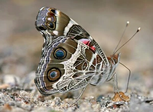 Póster único común Buckeye Butterfly, impresión fotográfica (sin fronteras) 19x13" - Imagen 1 de 2