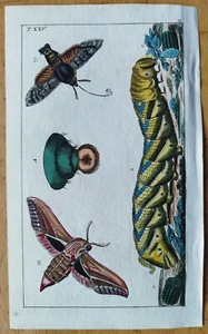 Butterfly Moth (Plate 25) - Wilhelm Original Colored Print - 1800 - Picture 1 of 1
