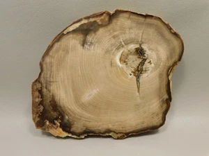 Petrified Wood Polished Round Yakima Canyon, WA #O134-35 - Picture 1 of 11