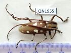 QN1995..Cerambycidae from Vietnam Central