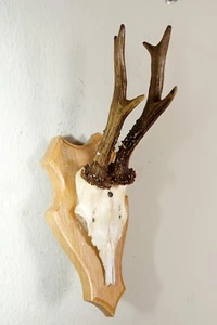 Schönes 6ender Rehgehörn auf Trophäenbrett Roe Deer Trophy - Bild 1 von 3