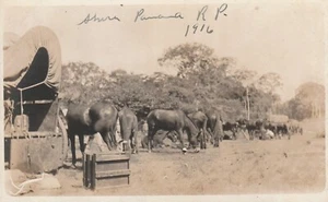 Postcard RPPC Photo Group Of Horses Covered Wagon Shira Panama RP c1916 - Picture 1 of 2