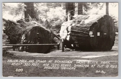 Richardson Grove Fallen Tree Redwood Highway Art Ray RPPC Postcard - Image 1 of 2