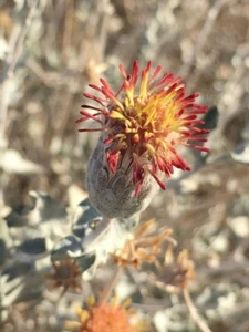 Woolly Brickellbush seeds (Brickellia Incana) -30 seeds- desert wildflower - Picture 1 of 5