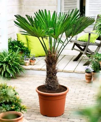 Trachycarpus wagnerianus Frostharte Hanfpalme bis zu 160 cm Gesamthöhe bis -18 C - Bild 1 von 4