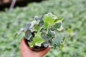 Glacier English Ivy Trailing Plant Climbing Houseplant in 4” Pot - Picture 1 of 6