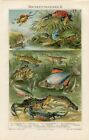 1895 Fishes & Amphibians WEDDING DRESSES .  Original antique print 