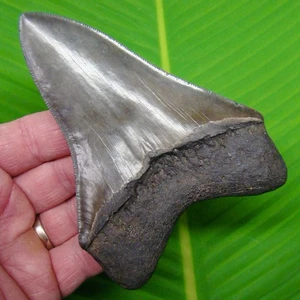 4,95" MEGALODON HAIZAHN echtes Fossil - KEINE Restaurationen - SC Flussfund - Bild 1 von 5