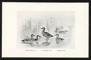 Teals waterfowl anatre, illustrazione uccellino gioco americano, stampa caccia 1898 - Foto 1 di 3