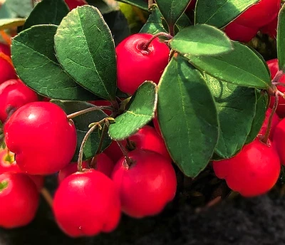 Free Shipping - Set 2 Gaultheria Cherries Berries Live Plants - 4-6" Tall - Image 1 of 4