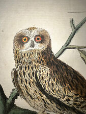 1771 Buffon Hand Colored Bird Of Prey Engraving Very Rare Owl