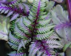 Athyrium niponicum 'pewter lace' - Marginal Pond Plants  - Pond Plants - Wate...