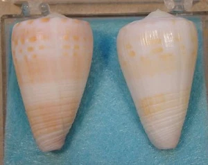 Conus Suturatus 2 Shells 36+37mm Trawled Cape Moreton,E Australia - Picture 1 of 5