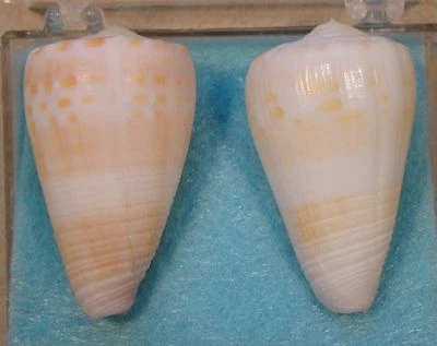 Conus Suturatus 2 Shells 36+37mm Trawled Cape Moreton,E Australia - Image 1 of 4