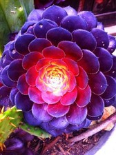 Exotic Echeveria Succulent Seeds Sempervivum Cyclops Cactus Blue Black Red Seed[