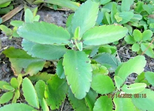 Organic Immune Booster~LEAF-OF LIFE~Live Plant - Picture 1 of 2