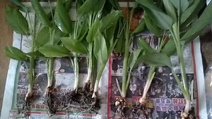 Turmeric PLANT, curcumin ( 20+20 FREE Count BULBS/RHIZOME, ) Khmer រមៀត rmiet - Picture 1 of 7