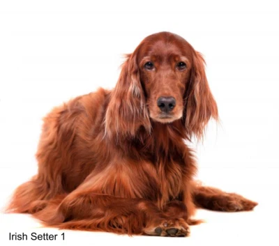 LARGE-SIZED CAR DECALS - IRISH SETTER - Image 1 of 2