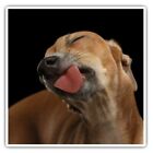 2 x Quadratische Aufkleber 10 cm - Lustiger Windhund Hund Cooles Geschenk #15639