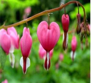 Seed PINK Dicentra BLEEDING HEART Spectabilis Hardy Perennial Shade Seeds Bleed