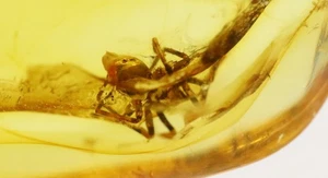 Baltic Amber with Spider Insect | Fossil Inclusion in Genuine Certified Amber - Picture 1 of 9