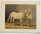 7 antique book plates Cassell’s book of the Horse c1870