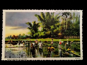 c1940’s Rice Planting, Manila, Philippines Vintage Postcard - Picture 1 of 2