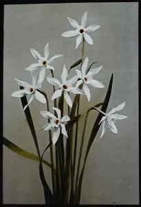 Foto NARCISO BLANCO / FLORES DE NARCISO C1920 Linterna Mágica Diapositiva ESTUDIO DE FLORES - Imagen 1 de 5