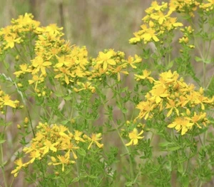 St. John’s wort (common) -wild flower-Hypericum perforatum perennials -100 seeds - Picture 1 of 1