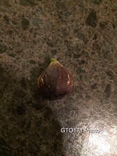 Mavra Sika Fig Tree Cuttings (4) last set