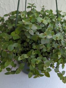(15+ Cuttings) Healthy Green Turtle Vine "Callisia Repens" Wandering Jew Plant
