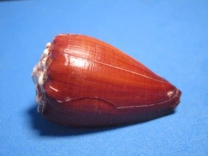 Conus brunneus Wood, 1828 "GIANT!"  (50.6mm) - Picture 1 of 7