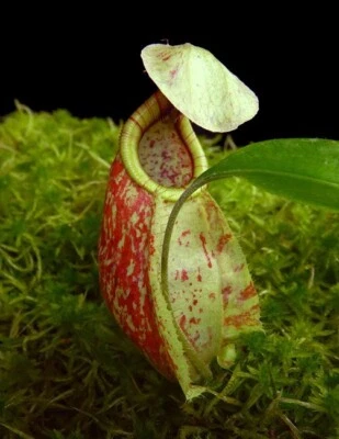 Jarra tropical Nepenthes Lowland Species Rafflesiana BE3722 W38 Foto 1 de 3