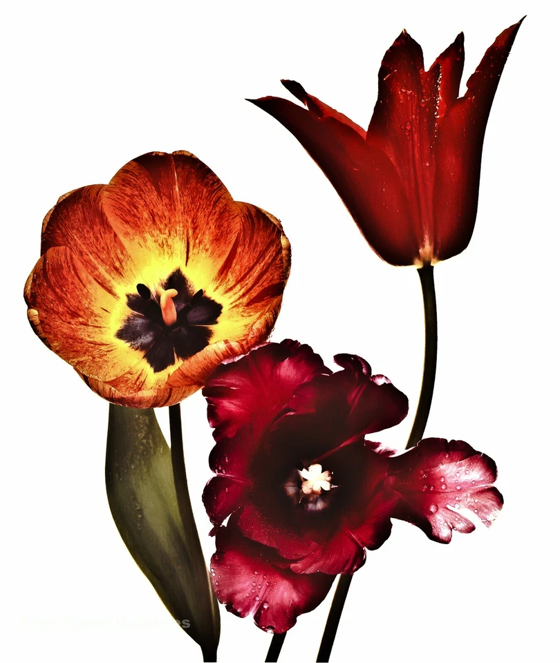 1967/84 Vintage IRVING PENN Botanical Tulips Flower Photo Engraving Art 12x16 — 第 1/1 张图片