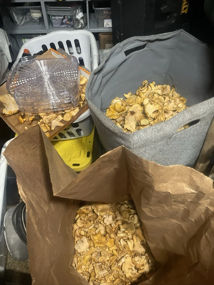 Setas rebozuela secas - 16 oz - Calidad AA Foto 1 de 4