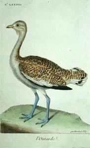 LA GRANDE OUTARDE gravure estampe illustration Les Oiseaux de Martinet 1790 - Picture 1 of 2
