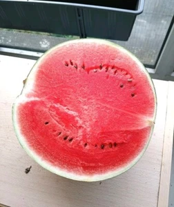 Wassermelone Samen Mini "Tigrimini" 7 Samen 1.80€ - Bild 1 von 7