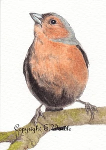 ACEO 2.5" X 3.5" CANVAS PRINT of Original Watercolour 'Male Chaffinch' Bird - Picture 1 of 2