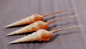 Tibia fusus 9.2- 10.3 inches long SIZE 3 pcs FAT body " WOW!!! - Picture 1 of 11