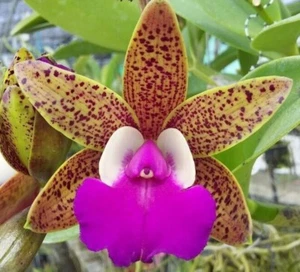 Cattleya Mericlone Seedling Plant...Ctt Ratsima Spot - Picture 1 of 2