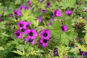 25+ Ann Folkard Geranium Seeds for Garden Planting - USA - FREE SHIPPING! - Picture 1 of 1