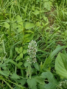 Catnip Seeds Non-GMO / Heirloom / Herb Garden Fresh - Picture 1 of 3