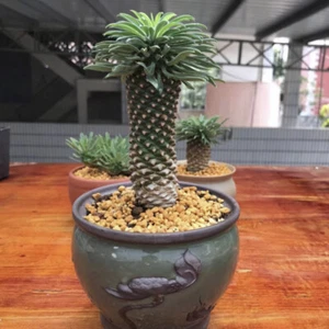 4-12CM Succulent Cactus Plant Euphorbia Bupleurifolia Cactaceae Beautiful Plant - Picture 1 of 21
