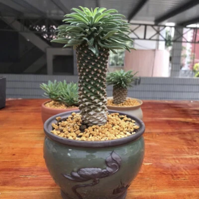 CACTUS PLANT Pianta di cactus succulenta 4-12 cm Euphorbia Bupleurifolia Cactaceae bella pianta