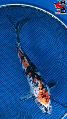 Estanque de jardín de peces koi vivos DOITSU YAMATO NISHIKI 10" 11/7 Foto 1 de 4