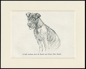 LAKELAND TERRIER SEATED LOVELY 1930'S DOG SKETCH PRINT by KF BARKER MOUNTED - Picture 1 of 1