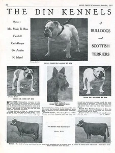 Bulldog nuestros perros 1951 raza de perro perrera anuncio página impresa perrera din - Imagen 1 de 1