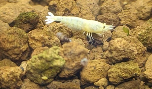Golden Bee Shrimp - Picture 1 of 2