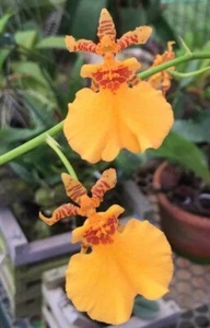 Oncidium Gower Ramsey ‘Orange Delight’ 4" Pot Plant - Picture 1 of 2